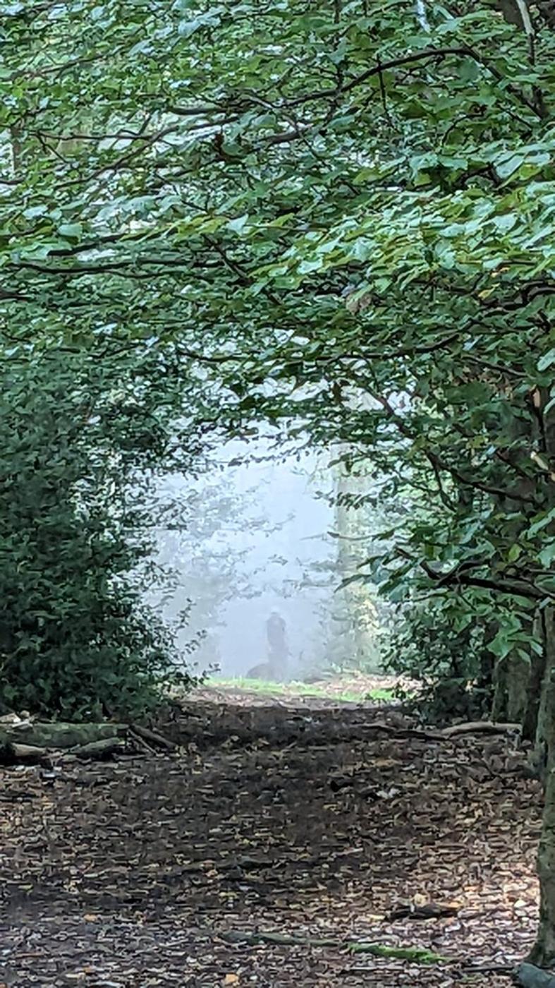 Grüner Blättertunnel mit Nebel im Hintergrund