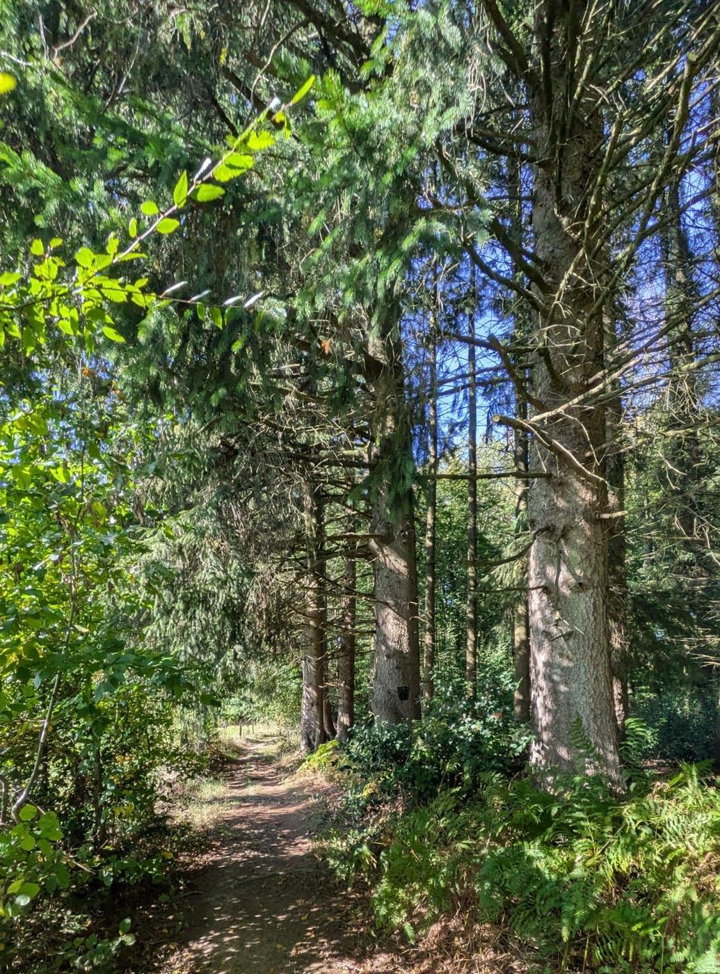 Waldweg zwischen hohen Nadelbäumen